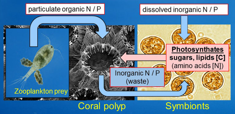 The nitrogen and phosphorus-rich waste products resulting from the digestion of the food by the coral are “recycled” by their algal partners and help the algae to grow while retaining the precious nutrients within in the symbiotic association.