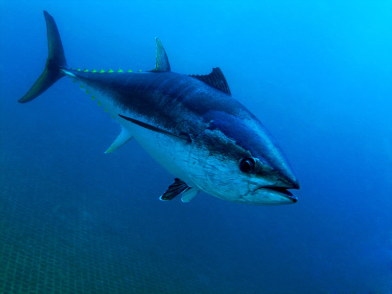 An underwater view of a large tuna, showing its streamlined shape and large tail.