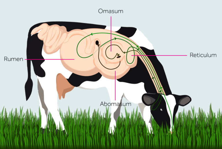An illustration of a cow grazing, showing the flow of indigestion with the use of arrows of through the four parts of the cow's stomach