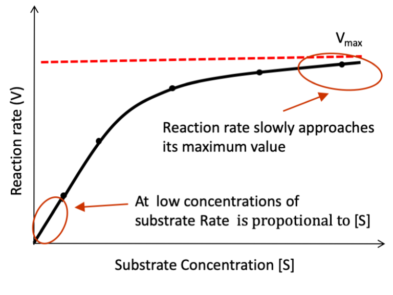 This graph shows the reaction rate as a function of substrate concentration: In the presence of an enzyme, initially the reaction rate is proportional to concentration of substrate **[S]**, but slowly plateaus as the concentration of substrate increase and the rate of reaction approaches the **maximum rate** (**Vmax**) as enzyme becomes saturated.