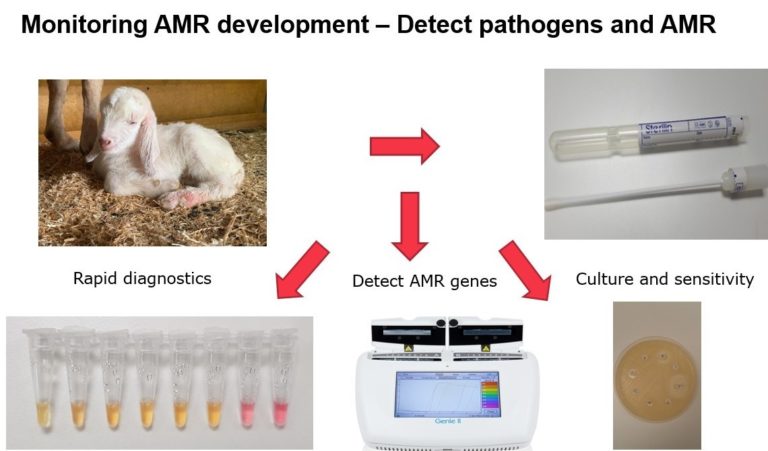 An image describing ways of detecting pathogens and AMR in order to monitor AMR development.