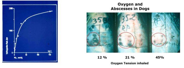Image showing the differences in abscesses in dogs with different levels of oxygen.