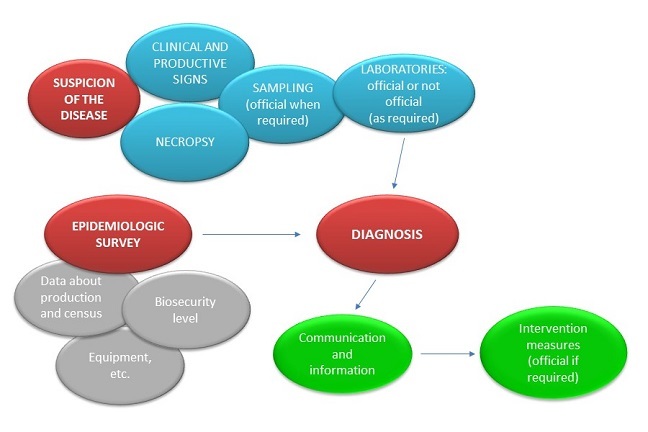 The different steps in influenza diagnosis and control