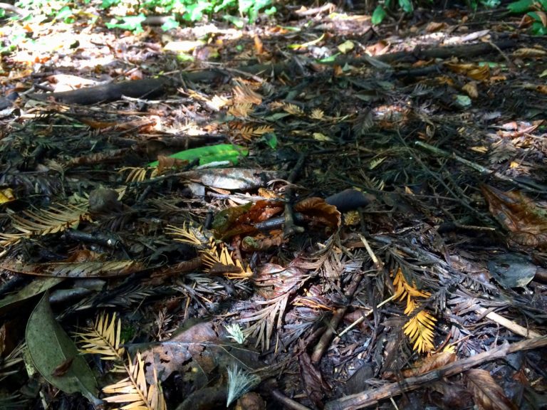 Soil covered with natural organic matter - old leaves, twigs and decaying vegetation