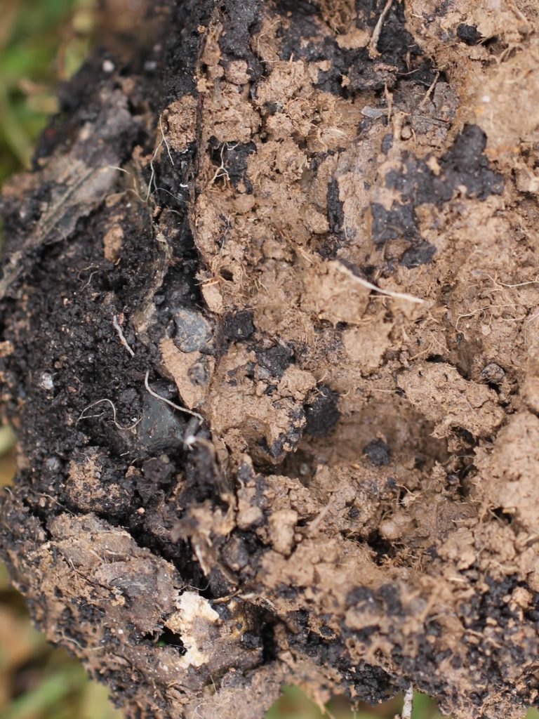 a photo of healthy soil, it has a variety of different colours of matter in it