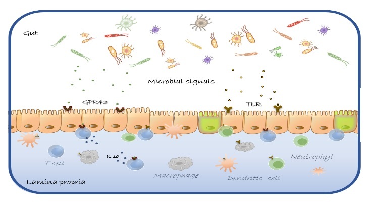 How microbiota communicates with our immune system Image 2