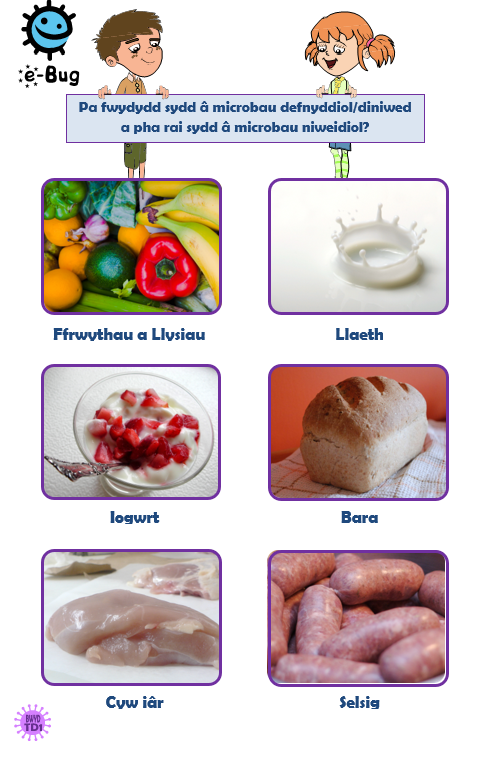 Cartoon image asking 'which of the following foods have useful/harmless microbes and which have harmful microbes?' then images of fruit & veg, milk, yogurt, bread, chicken, and sausages.