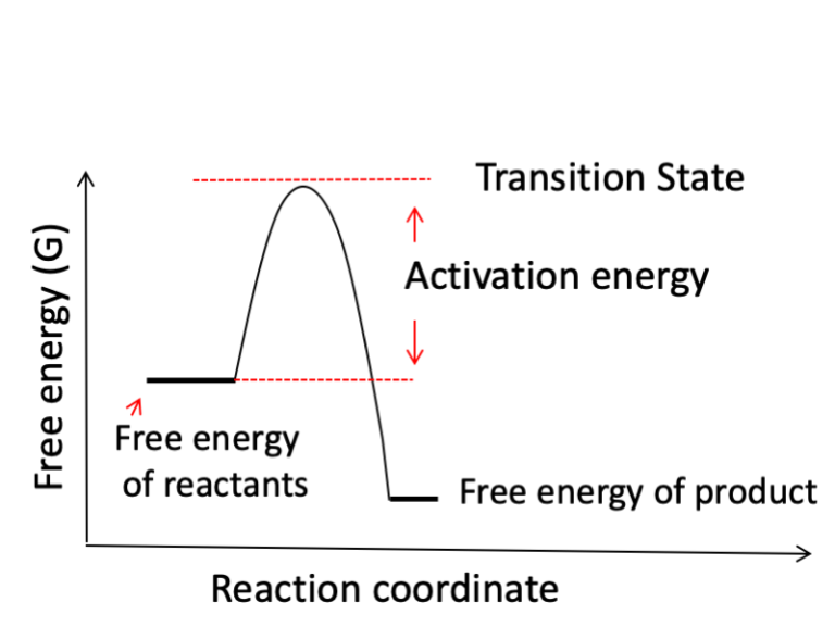 free energy of uncatalysed reaction. It highlights that the peak of the graph to be the transition state and that the difference between the free energy of reactants and the transition state is called activation energy.