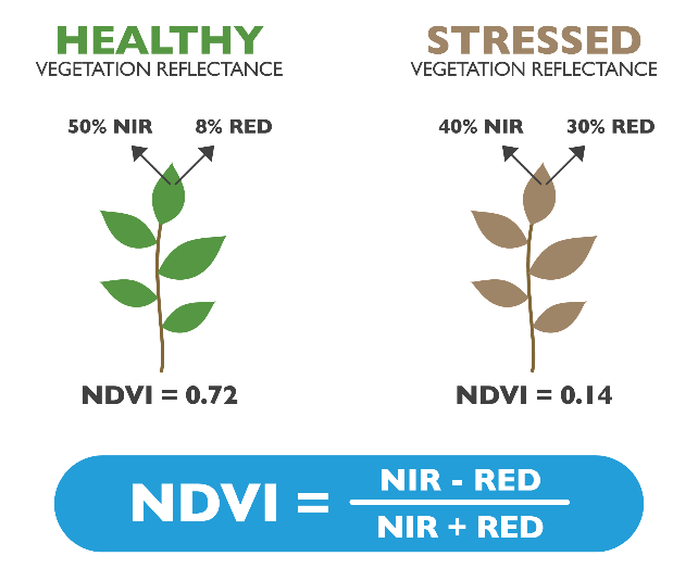diagram showing how NDVI is calculated: healthy plant reflecting 50% NIR and 8% red resulting in a NDVI of 0.72 (=NIR-Red/NIR+Red); stressed plant reflecting 40% NIR and 30% red resulting in a NDVI of 0.14