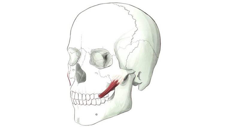 Zygomatic Major. One of a pair of strap muscles that inserts into the upper lip