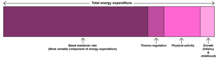 Components of total energy expenditure