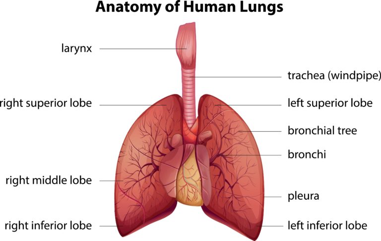 Anatomy of human lungs