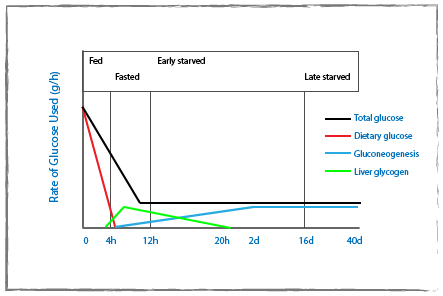 Release of glucose from stored glycogen chart over 40 days showing maintenance of a low but significant level of glucose despite fasting or starvation