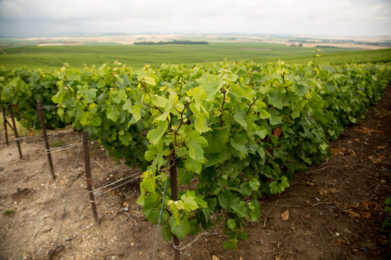 A photo of a vines in a vineyard