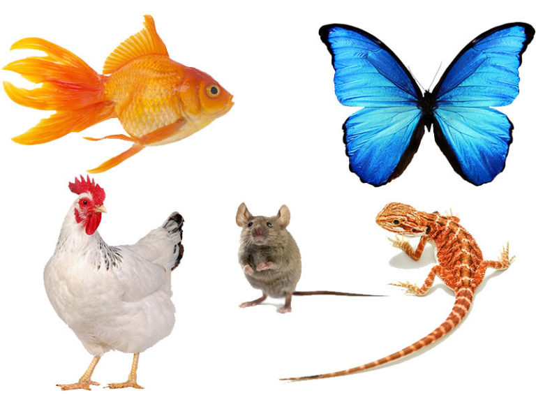A composite image of a goldfish, a blue butterfly, a chicken, a mouse and a brown and white stripey lizard on a white background