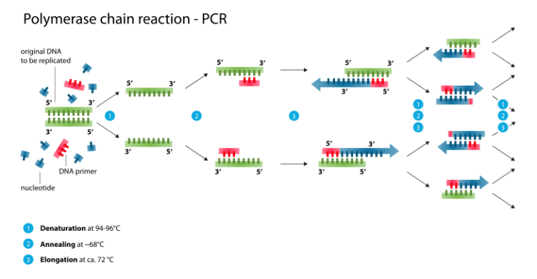Diagram of the polymerase chain reaction (PCR), which is used in molecular biology to amplify a specific fragment of DNA. 1) A reaction mixture that includes a double-stranded DNA template, single-stranded DNA primers, nucleotides and Taq DNA polymerase enzyme, is heated in a PCR thermal cycler machine to 94 to 98 degrees centigrade. The high temperature causes each double-stranded DNA molecule to separate into two single-stranded DNA molecules. This step is called denaturation. 2) The reaction mixture is cooled to less than 68 degrees centigrade. This allows the DNA primers to bind (or anneal) to the complimentary regions in the now single-stranded DNA templates. This step is called annealing. 3) The temperature is raised to 72 degrees centigrade, the optimum temperature for the Taq DNA polymerase enzyme to function. It creates a complimentary copy of the DNA template by moving along the template and adding nucleotides, and so each single-stranded DNA molecule is converted into a double-stranded molecule. This step is called elongation. A specific region within the DNA template has now been duplicated. 4) Steps 1 to 3 are repeated multiple times (typically 30 to 35 times). The reaction is exponential (i.e. one copy is used to makes two copies after cycle 1, which are used to make four copies after cycle 2, eight copies after cycle 3, sixteen copies after cycle 4, and so on). The final PCR reaction mixture will contain billions of copies of a specific fragment of DNA.