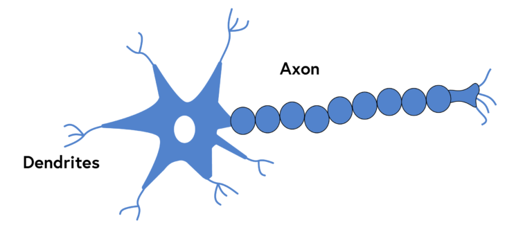 "An illustration of a neuron, such as those found in the human brain, composed of a star-like head, and a body composed of cells depicted as a bead-like chain, terminating in roots."
