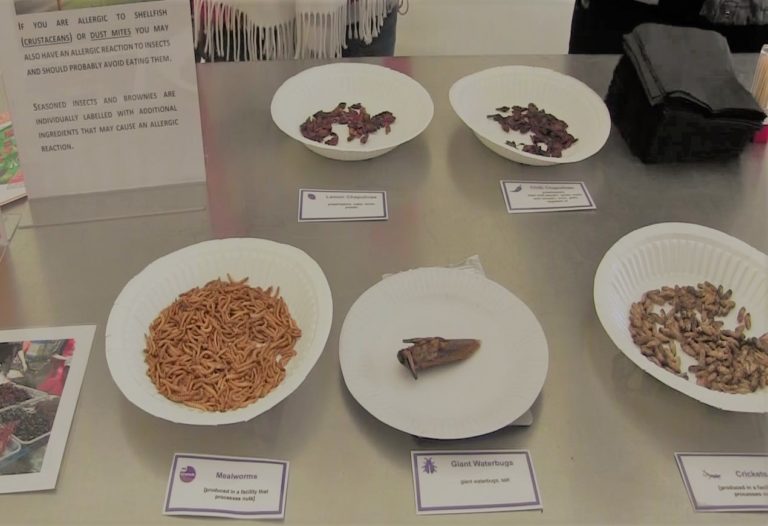 A selection of edible insects on display on paper plates, including mealworms, giant waterbugs and crickets: 