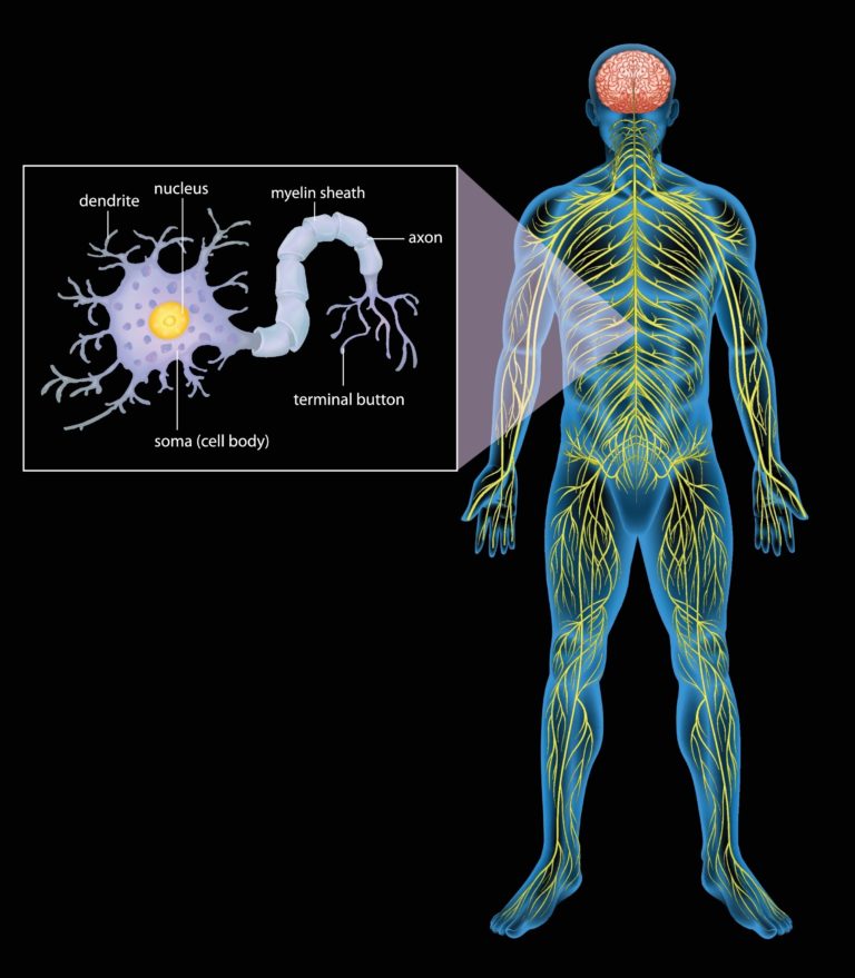 The nervous system consists of the brain, spinal cord and the peripheral nerves