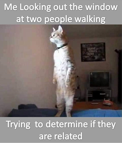 Meme circulating in WhatsApp groups in Ireland during lockdown in 2020, showing a cat sitting up and looking out the window in a suspicious manner. the text says 'me looking out the window at two people walking, trying to determine if they are related'