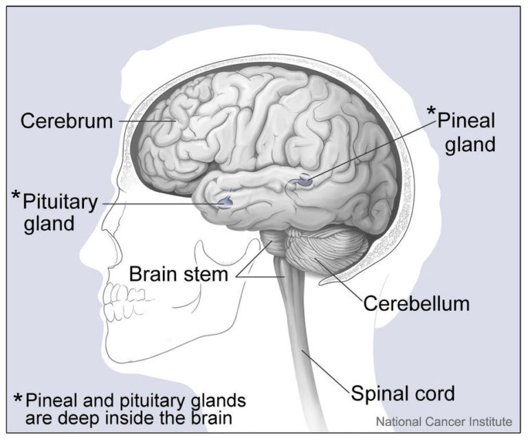 diagram of the brain that shows the location of the pineal gland where melatonin is produced