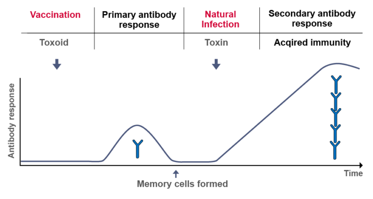 Figure depicting the process of active immunisation, where for example an inactivated toxin – a so-called toxoid – is introduced into the organism. After the necessary time the vaccinated organism mounts the first antibody response. Through this, specific memory cells are formed without suffering the disease. If the natural toxin later infects the body, the specific immune response is not only quicker but it has also gained in scope.