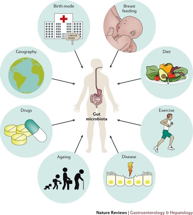 Figure 2. Major factors affecting the composition of the gut microbiome