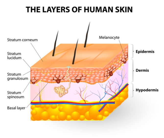 A diagram shows the layers of human skin