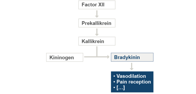The diagram shows how bradykinins are formed and what symptoms this peptide mediator may cause, namely vasodilation, pain reception and so on.