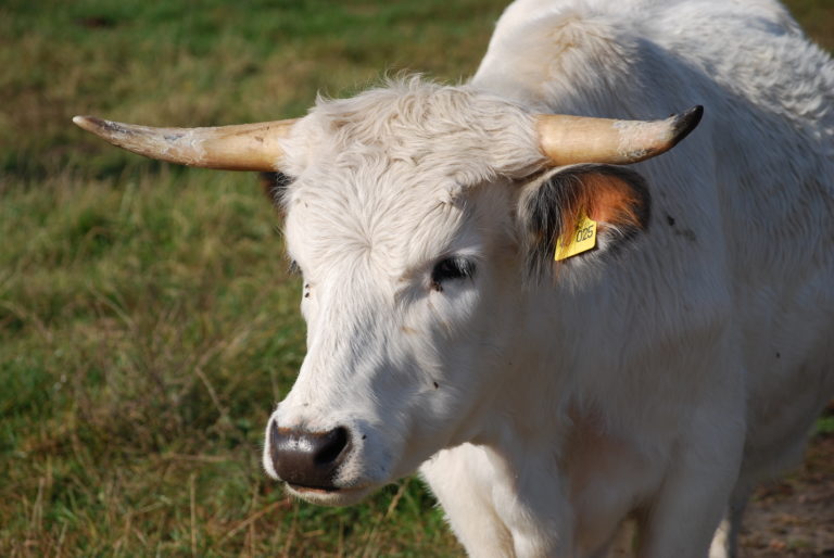 A close photo of a white cow with horns