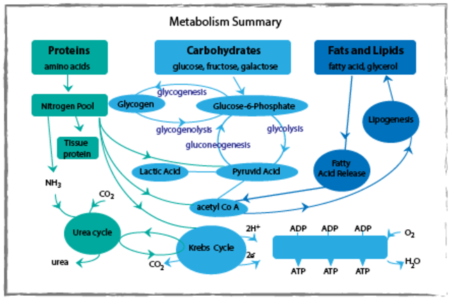 Glucose production