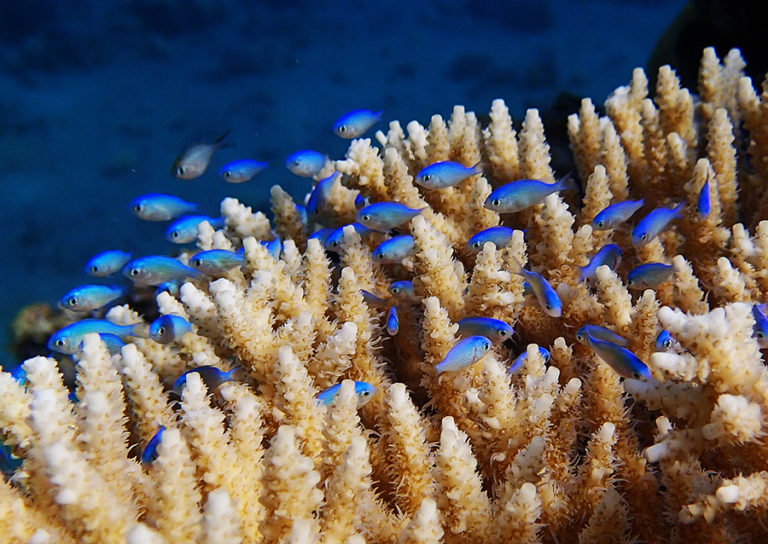 Small bright blue fish weave amongst a white coral.