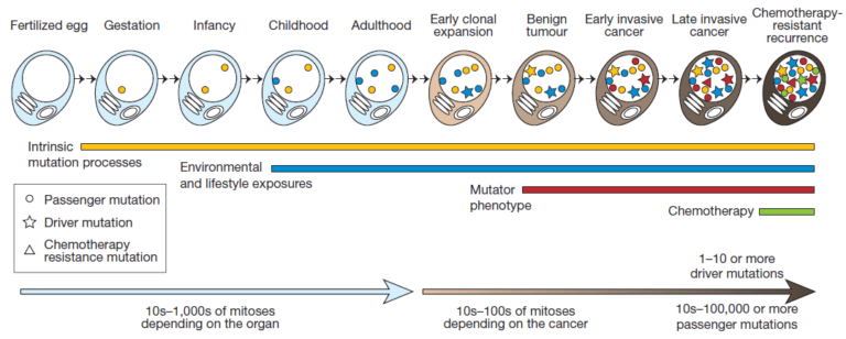 This picture shows the acquisition of mutations through the lifetime of a cell as it divides - from a single celled fertilized egg through to becoming a cancer cell. The lines and symbols show the timing of the somatic mutations acquired by the cancer cell and the processes that contribute to them, and are explained in detail in the text below.