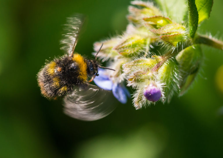 A bumblebee (Bombus terrestris L.) pollinating a borage flower (Borago officinalis L.)