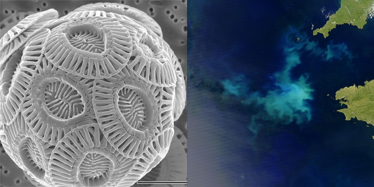 A microscopic image of a coccolithophore and a satellite image of a coccolithophore bloom in the sea off the coast of Brittany, France