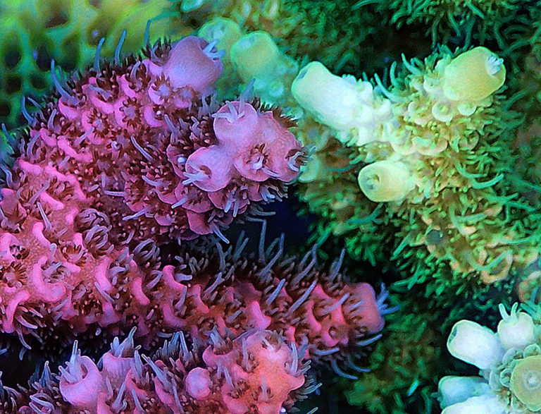 A close up of brightly coloured coral polyps.