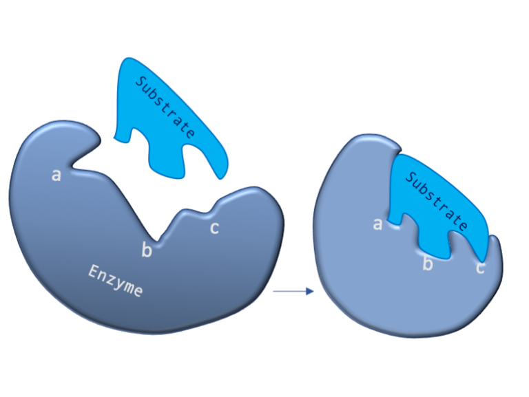 In this figure the image on the left shows a cartoon enzyme with a misshapen substrate binding site that has three labelled features (a, b and c). A substrate molecule, which has a different shape to the substrate binding is shown above the enzyme. The image on the right shows the change in shape that occurs in the enzyme as the substrate engages - the labelled features have been "induced" to change shape due to the interactions between the enzyme and substrate.