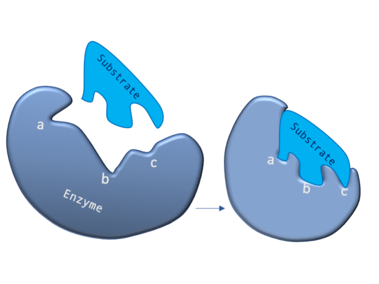 Biology toolbox Enzymesubstrate interactions and inhibition