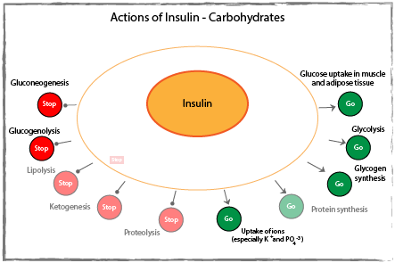 Actions of insulin on carbohydrates diagram.