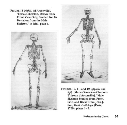 Female and male skeletons