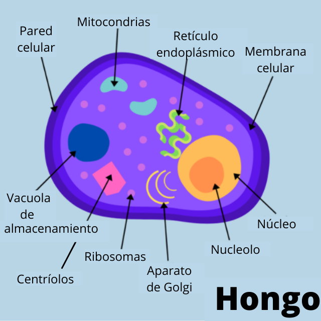 diagrama de la estructura del hongo, con etiquetas que muestran los orgánulos.