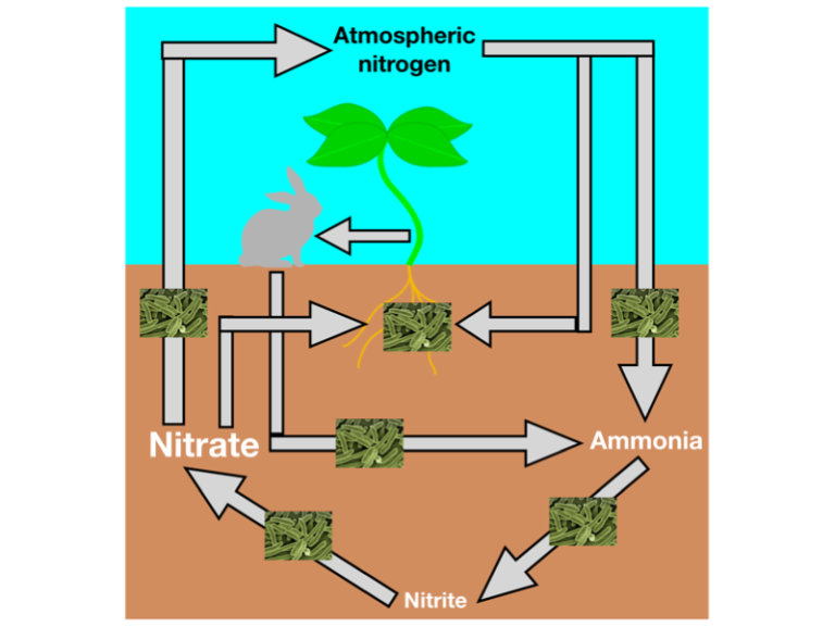 This figure shows nitrogen cycle showing the role of microbes, plants and animals in cycling nitrogen from the atmosphere into usable nitrate in the soil. The nitrogen cycle involves gaseous nitrogen from the atmosphere being fixed into ammonia and then converted to nitrate, a usable form of nitrogen for plants. Ammonia is also formed via the decomposition of plants and animals. Bacteria are involved at all stages of the nitrogen cycle.
