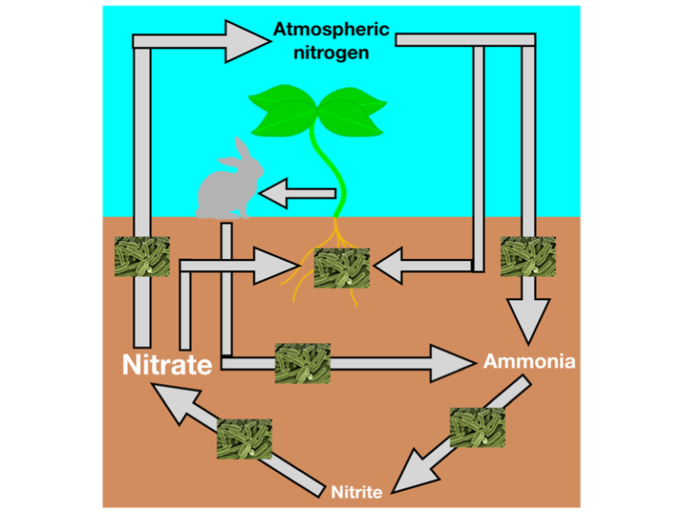 Biology Toolbox The Role Of Microbes In The Nitrogen Cycle