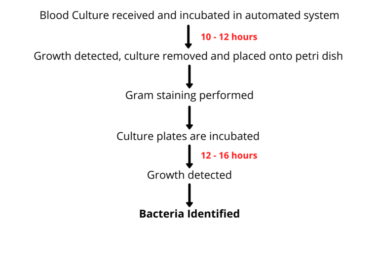 Flow diagram of blood culture testing process- first Blood culture recieved and incubated in automated system for 10-12hrs- Growth detected, culture removed and placed onto petri dish- gram staining performed- culture plates are incubated 12-16hrs - growth detected- Bacteria identified
