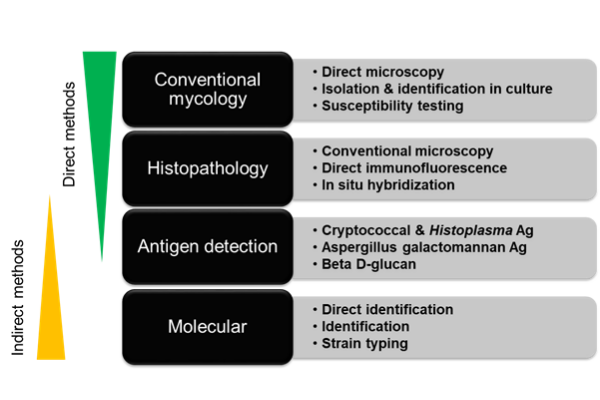 diagram showing a list of fungal diagnostic methods, the top two conventional mycology (direct microscopy, isolation & identification in culture, susceptibility testing) and histopathology (conventional microscopy, direct immunofluorescence, in situ hybridisation) are labelled "direct methods". Antigen detention (cryptococcal & histoplasma Ag, Aspergillus galactomannan Ag, Beta D-glucan) and molecular (direct identification, identification, strain typing) are labelled indirect methods