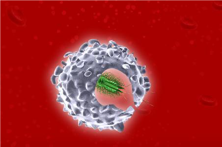 Close up (3D computer) image of a white blood cell