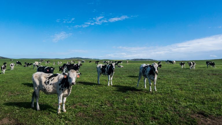 An image of some cows in a field.