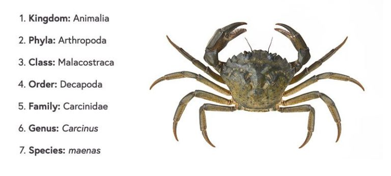 A top down view of a crab on a white background, on the left side of the image is a list of its classification scheme. Kingdom: Animalia. Phyla: Arthopoda. Class: Malacostraca. Order: Decapoda. Family: Carcinidae. Genus: Carcinus. Species: maenas.