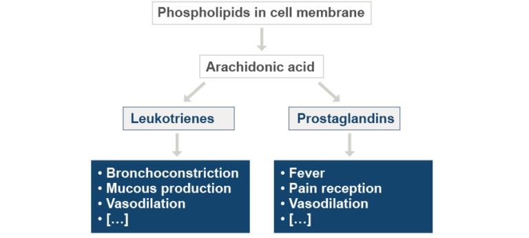 The diagram shows how prostaglandins and leukotrienes are metabolized from phospholipids in the cell membranes and what symptoms these cellular messengers may cause. The symptoms caused by leukotrienes are bronchoconstriction, mucous production, or vasodilation. Those caused by prostaglandins are fever, pain reception, or as well vasodilation.