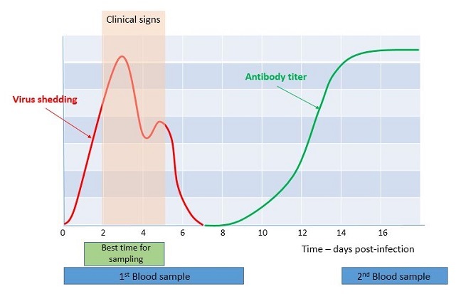 Kinetics of the development of the immune response against influenza viruses